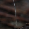 Mycena capillaris or M. polyadelpha ? | Fotografijos autorius : Gintautas Steiblys | © Macronature.eu | Macro photography web site