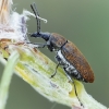 Mycterus curculioides | Fotografijos autorius : Gintautas Steiblys | © Macrogamta.lt | Šis tinklapis priklauso bendruomenei kuri domisi makro fotografija ir fotografuoja gyvąjį makro pasaulį.