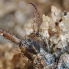 Paprastasis skruzdžių liūtas - Myrmeleon formicarius, lerva | Fotografijos autorius : Gintautas Steiblys | © Macrogamta.lt | Šis tinklapis priklauso bendruomenei kuri domisi makro fotografija ir fotografuoja gyvąjį makro pasaulį.