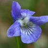 Šuninė našlaitė - Viola canina | Fotografijos autorius : Gintautas Steiblys | © Macrogamta.lt | Šis tinklapis priklauso bendruomenei kuri domisi makro fotografija ir fotografuoja gyvąjį makro pasaulį.