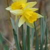 Tariamasis narcizas - Narcissus pseudonarcissus | Fotografijos autorius : Gintautas Steiblys | © Macrogamta.lt | Šis tinklapis priklauso bendruomenei kuri domisi makro fotografija ir fotografuoja gyvąjį makro pasaulį.