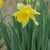 Tariamasis narcizas - Narcissus pseudonarcissus | Fotografijos autorius : Gintautas Steiblys | © Macrogamta.lt | Šis tinklapis priklauso bendruomenei kuri domisi makro fotografija ir fotografuoja gyvąjį makro pasaulį.