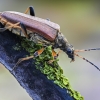 Neporinis šaknialindis - Stenocorus meridianus | Fotografijos autorius : Kazimieras Martinaitis | © Macrogamta.lt | Šis tinklapis priklauso bendruomenei kuri domisi makro fotografija ir fotografuoja gyvąjį makro pasaulį.