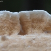 Netted crust - Byssomerulius corium | Fotografijos autorius : Vytautas Gluoksnis | © Macronature.eu | Macro photography web site