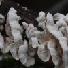 Netted crust - Byssomerulius corium | Fotografijos autorius : Vytautas Gluoksnis | © Macronature.eu | Macro photography web site