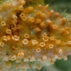 Nettle clustercup rust fungus - Puccinia urticata | Fotografijos autorius : Vidas Brazauskas | © Macronature.eu | Macro photography web site