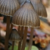 Nitrous Bonnet - Mycena leptocephala ? | Fotografijos autorius : Gintautas Steiblys | © Macronature.eu | Macro photography web site