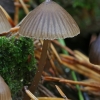 Nitrous Bonnet - Mycena leptocephala ? | Fotografijos autorius : Gintautas Steiblys | © Macronature.eu | Macro photography web site