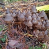 Nitrous Bonnet - Mycena leptocephala ? | Fotografijos autorius : Gintautas Steiblys | © Macronature.eu | Macro photography web site