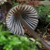 Nitrous Bonnet - Mycena leptocephala ? | Fotografijos autorius : Gintautas Steiblys | © Macronature.eu | Macro photography web site