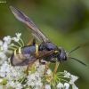 Noble wasp-sawfly - Tenthredo vespa ♀ | Fotografijos autorius : Žilvinas Pūtys | © Macronature.eu | Macro photography web site