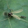 Non-biting Midge - Microtendipes pedellus | Fotografijos autorius : Gintautas Steiblys | © Macronature.eu | Macro photography web site