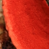 Tikroji raudonpintė - Trametes cinnabarina | Fotografijos autorius : Ramunė Vakarė | © Macronature.eu | Macro photography web site