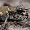 Northern dune tiger beetle - Cicindela hybrida | Fotografijos autorius : Mindaugas Leliunga | © Macronature.eu | Macro photography web site
