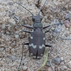 Northern dune tiger beetle - Cicindela hybrida | Fotografijos autorius : Žilvinas Pūtys | © Macronature.eu | Macro photography web site