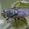 Nose fly - Rhyncomya peusi ♂ | Fotografijos autorius : Žilvinas Pūtys | © Macronature.eu | Macro photography web site