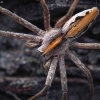 Nursery web spider - Pisaura mirabilis | Fotografijos autorius : Mindaugas Leliunga | © Macrogamta.lt | Šis tinklapis priklauso bendruomenei kuri domisi makro fotografija ir fotografuoja gyvąjį makro pasaulį.