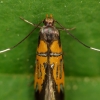 Oak-Bark Mulch Moth - Schiffermuelleria schaefferella | Fotografijos autorius : Vidas Brazauskas | © Macronature.eu | Macro photography web site