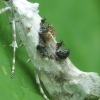 Obelinė šydinė kandis - Ypsolopha asperella | Fotografijos autorius : Vidas Brazauskas | © Macrogamta.lt | Šis tinklapis priklauso bendruomenei kuri domisi makro fotografija ir fotografuoja gyvąjį makro pasaulį.