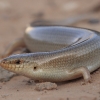 Ocellated Bronze Skink - Chalcides ocellatus | Fotografijos autorius : Gintautas Steiblys | © Macronature.eu | Macro photography web site