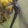 Odalisque - Epallage fatime ♂ | Fotografijos autorius : Žilvinas Pūtys | © Macronature.eu | Macro photography web site