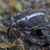 Onion Weevil - Oprohinus suturalis | Fotografijos autorius : Žilvinas Pūtys | © Macronature.eu | Macro photography web site