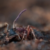 Ophiocordyceps sp. | Fotografijos autorius : Eglė Vičiuvienė | © Macronature.eu | Macro photography web site