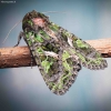 Orache Moth - Trachea atriplicis | Fotografijos autorius : Mindaugas Leliunga | © Macronature.eu | Macro photography web site