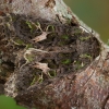Orache moth - Trachea atriplicis | Fotografijos autorius : Žilvinas Pūtys | © Macronature.eu | Macro photography web site
