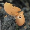 Orange Peel Fungus - Aleuria aurantia | Fotografijos autorius : Gintautas Steiblys | © Macronature.eu | Macro photography web site