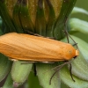 Orange footman - Eilema sororcula | Fotografijos autorius : Žilvinas Pūtys | © Macronature.eu | Macro photography web site