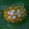 Orange ladybird - Halyzia sedecimguttata | Fotografijos autorius : Eglė Vičiuvienė | © Macronature.eu | Macro photography web site