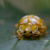 Orange ladybird - Halyzia sedecimguttata | Fotografijos autorius : Eglė Vičiuvienė | © Macronature.eu | Macro photography web site