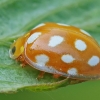 Orange ladybird - Halyzia sedecimguttata | Fotografijos autorius : Gintautas Steiblys | © Macronature.eu | Macro photography web site