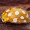 Orange ladybird - Halyzia sedecimguttata | Fotografijos autorius : Žilvinas Pūtys | © Macronature.eu | Macro photography web site