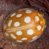 Orange ladybird - Halyzia sedecimguttata | Fotografijos autorius : Žilvinas Pūtys | © Macronature.eu | Macro photography web site