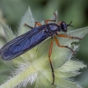 Orange-legged Robberfly  - Dioctria oelandica ♀ | Fotografijos autorius : Žilvinas Pūtys | © Macronature.eu | Macro photography web site