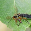 Orange-legged Robberfly - Dioctria oelandica | Fotografijos autorius : Zita Gasiūnaitė | © Macronature.eu | Macro photography web site