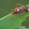 Ornamentinė žolblakė - Rhabdomiris striatellus  | Fotografijos autorius : Gintautas Steiblys | © Macrogamta.lt | Šis tinklapis priklauso bendruomenei kuri domisi makro fotografija ir fotografuoja gyvąjį makro pasaulį.