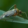 Ornamentinė žolblakė - Rhabdomiris striatellus | Fotografijos autorius : Žilvinas Pūtys | © Macrogamta.lt | Šis tinklapis priklauso bendruomenei kuri domisi makro fotografija ir fotografuoja gyvąjį makro pasaulį.