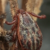 Ornate Cow Tick - Dermacentor reticulatus | Fotografijos autorius : Gintautas Steiblys | © Macronature.eu | Macro photography web site