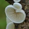 Oysterling - Crepidotus sp. | Fotografijos autorius : Gintautas Steiblys | © Macronature.eu | Macro photography web site