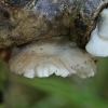 Oysterling - Crepidotus sp. | Fotografijos autorius : Gintautas Steiblys | © Macronature.eu | Macro photography web site