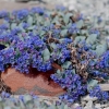 Oysterplant - Mertensia maritima var. tenella | Fotografijos autorius : Gediminas Gražulevičius | © Macronature.eu | Macro photography web site