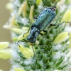 Pūsliavabalis | Cordylepherus viridis | Fotografijos autorius : Darius Baužys | © Macrogamta.lt | Šis tinklapis priklauso bendruomenei kuri domisi makro fotografija ir fotografuoja gyvąjį makro pasaulį.