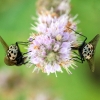 Painted Graphfly - Graphomya maculata | Fotografijos autorius : Žygimantas Obelevičius | © Macronature.eu | Macro photography web site