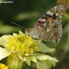 Usninukas - Vanessa cardui | Fotografijos autorius : Žydrūnas Daunoravičius | © Macronature.eu | Macro photography web site