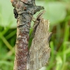 Pale Prominent - Pterostoma palpina | Fotografijos autorius : Vidas Brazauskas | © Macronature.eu | Macro photography web site