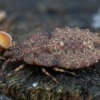 Pale-shouldered flatbug - Aradus depressus, nymph | Fotografijos autorius : Žilvinas Pūtys | © Macronature.eu | Macro photography web site