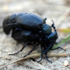 Paprastasis gegužvabalis - Meloe proscarabaeus | Fotografijos autorius : Vitalii Alekseev | © Macrogamta.lt | Šis tinklapis priklauso bendruomenei kuri domisi makro fotografija ir fotografuoja gyvąjį makro pasaulį.